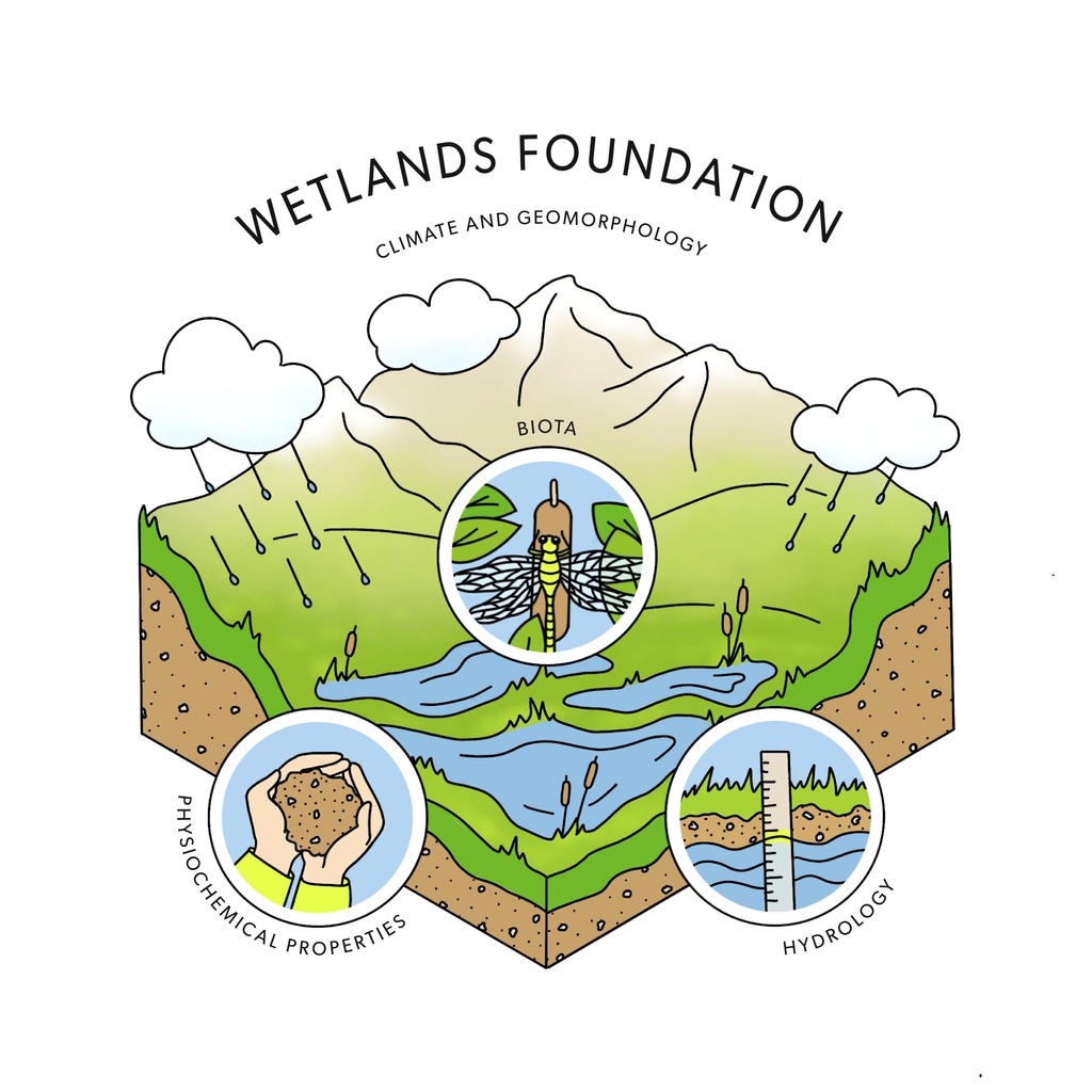 Watershed Wednesday! Today, we're looking at wetlands with this awesome graphic from ABMI! Did you know that wetlands are complex systems with many pieces? Here's a depiction of a wetland's foundation! Learn more at shorturl.at/doxyY!
#abwater #watershedwednesday #wetlands