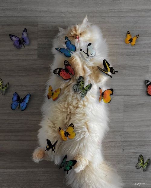 🦋