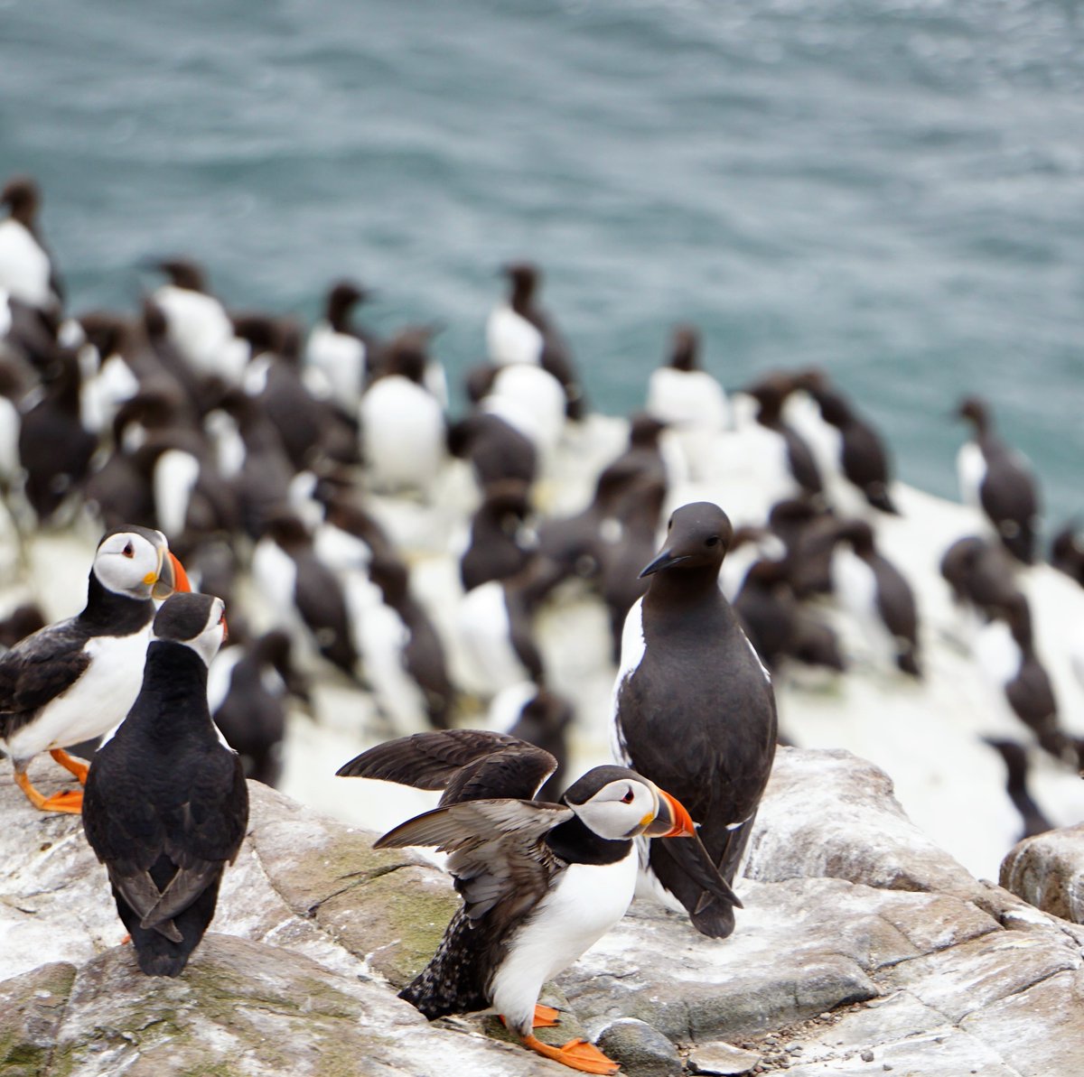 Interested in the disease ecology of avian influenza in seabird populations around the UK? First of two post-docs to join our ECOFLU project now live. Get in touch for full info. Closing date 31st January edin.ac/41waifC