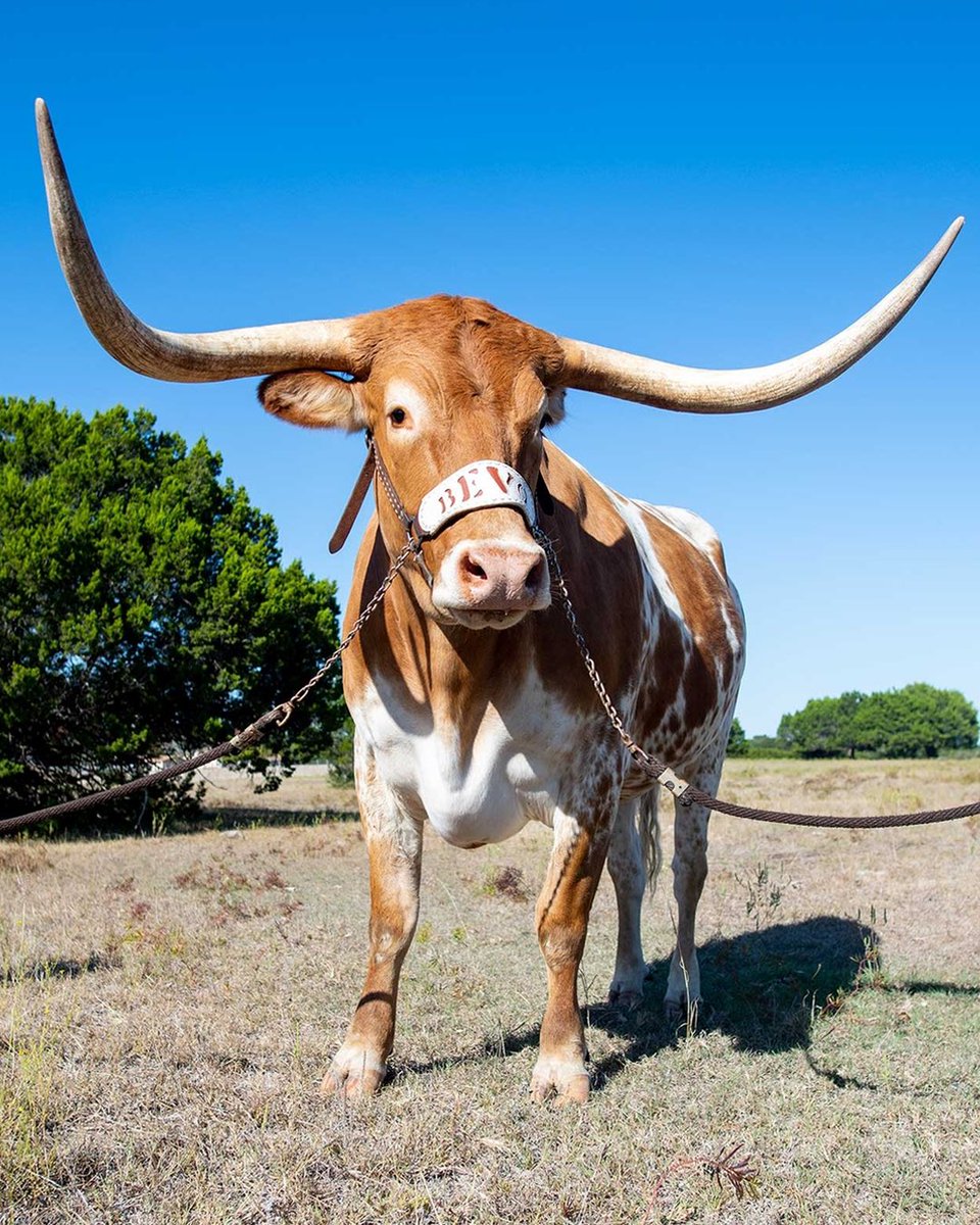 Happy Birthday @TexasMascot 🤘🎉