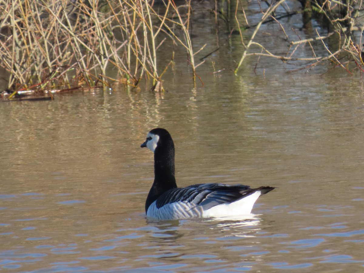MvStuijvenberg1's tweet photo. De ...... #BrandGans is
#12 in #2024VogelJaar https://t.co/y8RTognVN7