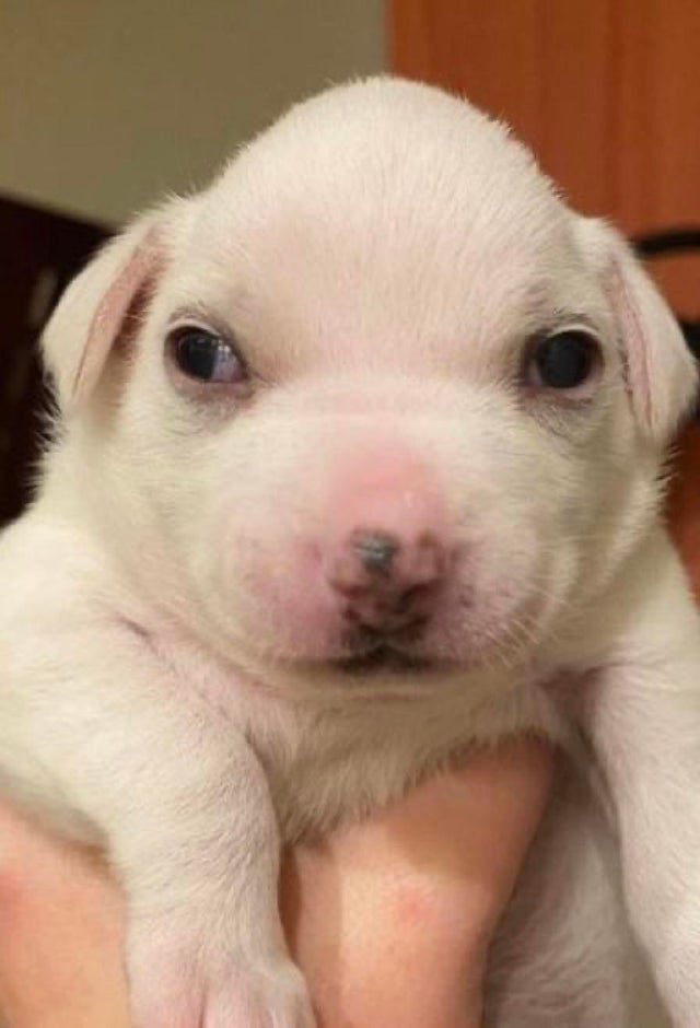 When I say I’ve got that dog in me this is what I mean