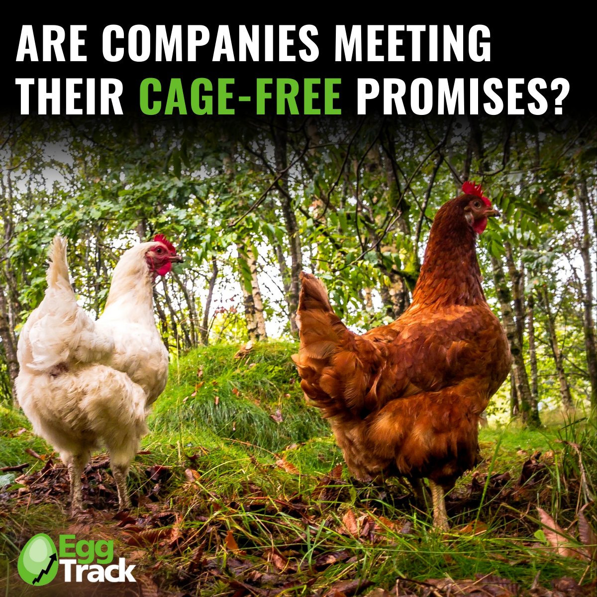 ciwf's tweet photo. NEW INFO: #EggTrack, published today, has the answers.
Find out more: https://t.co/XwHI1mlXMl https://t.co/EgI43i6EU2