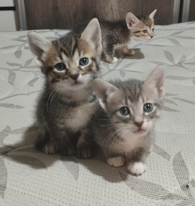 Natuela87's tweet photo. Uno de ellos es Pompon ( nombre q eligió Guada) .. el nuevo gatito que Guada Benja y yo queremos en casa.
@MaxiQuemero86 está negado, no quiere y dice que su NO es rotundo 🫠.

RT PARA QUE CAMBIE DE OPINIÓN!  ( acudimos a la comunidad para ayudarnos 🫶) https://t.co/ycWT4VGQaQ