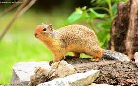 STEMSquirrels's tweet photo. Say hello to the Columbian ground squirrel! Litter sizes vary depending on the elevation. Females that live lower in elevation typically have larger litters!

#STEMsquirrels #squirrels #squirrelspeciesspotlight #education #hibernation https://t.co/cJVy3MnaLy