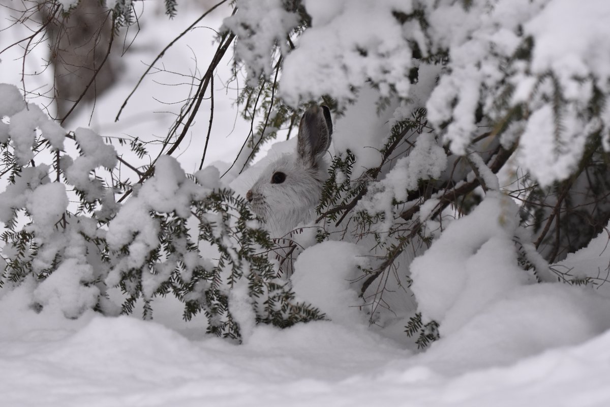 Algonquin_PP tweet picture