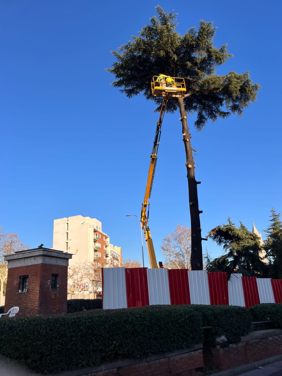 No hay grúa que alcance en tamaño a los árboles centenarios y singulares de gran porte talados por la sinrazón del <a href="/MADRID/">Ayuntamiento Madrid</a> . 
#NoALaTala