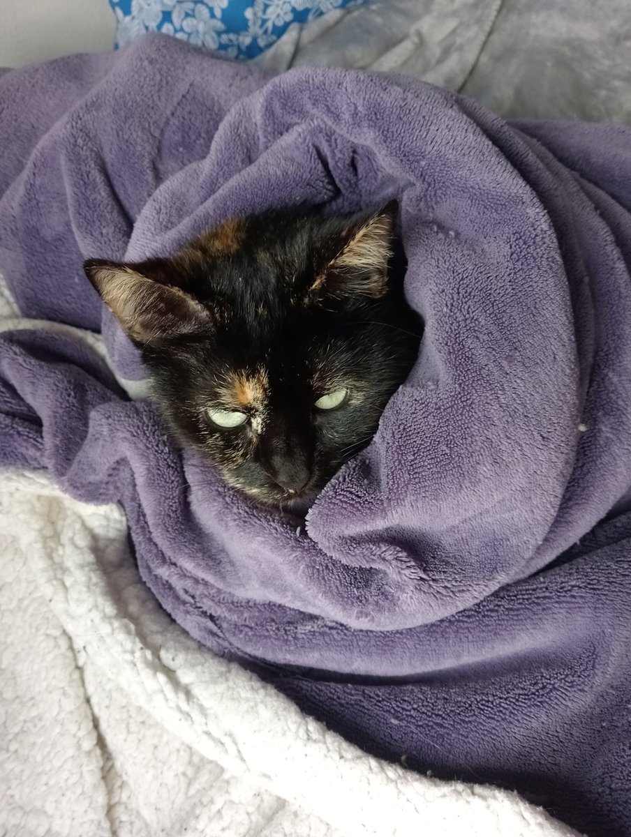 guarrinha42069's tweet photo. Hola! Siento mucho tener que hacer esto pero mi gata Parva tiene cáncer de mama y la cirugía serán 300€

Va ser un golpe económico inmenso para mí, así que agradecería absolutamente cualquier ayuda que me podáis aportar por enana que sea. Muchísimas gracias.

Bizum: 623180373 https://t.co/NeBXUhaR6s