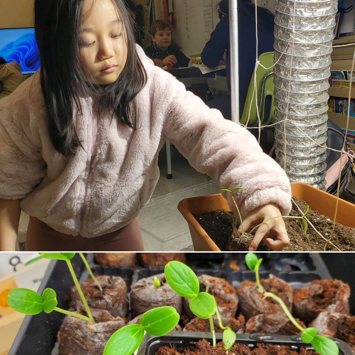 Room One's diva cucumbers have germinated! Let's plant, grow, eat, and share!!