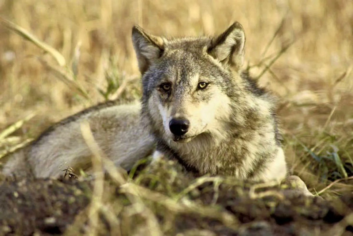 AyshahAwan's tweet photo. "Wolf 8 was the smallest of all the male wolves released into Yellowstone and probably was the least likely to become a successful alpha male. When he was a yearling, equivalent to a teenager in human years, he came across a mother wolf and her eight pups. 
1/8 https://t.co/ge2oHqltXA