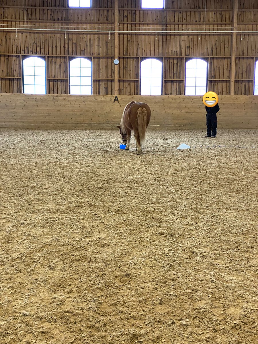 This week we are habituating our participants to the arena and equipment of #smellslikewelfare. Beautiful surroundings and horses! Everything is done pairwise and the bystander is usually keen on watching the friend perform🐎🥕
#smellnicehorse 

<a href="/JohannaStenfelt/">Johanna Stenfelt</a> <a href="/RebeccaGrut/">Rebecca Grut</a>