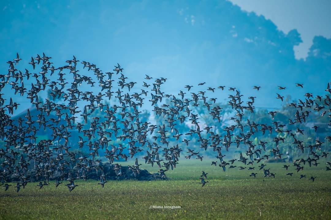 #ThisIsManipur 

Mesmerizing scenes at the newly rejuvenated Lamphelpat offer a moment of beauty, but the threat looms large owing to the rapidly changing climate due to extensive deforestation for #poppy cultivation. 

‼️Urgent conservation and environment protection measures…