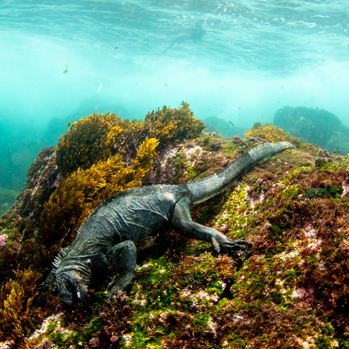 Something different today. There are few places on earth where evolution is as obvious as it is in the Galapagos, and one of the sights that stunned me the most was seeing Marine Iguanas feed underwater. A clear example of how the Galapagos inspired Darwin. #explore
