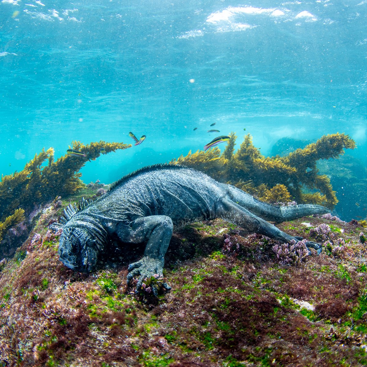 Luiz Rocha, PhD tweet media