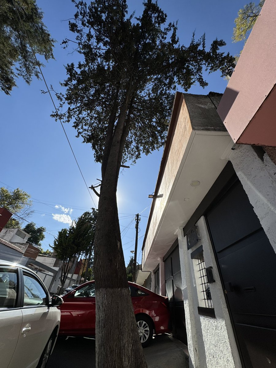 asccolorconsult's tweet photo. @AlcaldiaAO @lialimon urge quitar árbol que hemos reportado varias veces yque está por caer y nadie hace nada, hoy la banquerta ya se rompió por las raíces Cerrada de Ulises #60 CP 01820 Lomas de Axomiatla https://t.co/b1EJdZRO8m