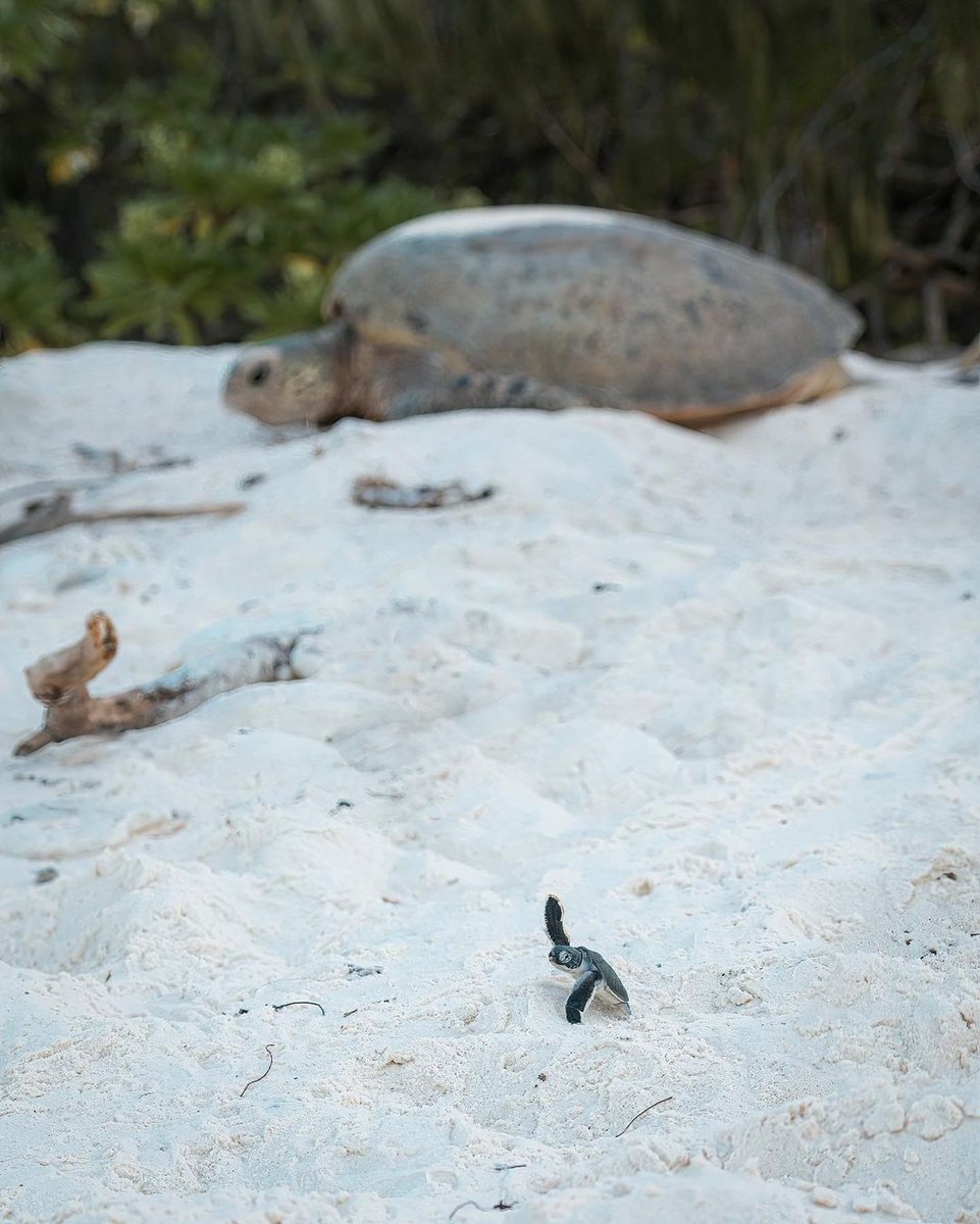 #tbt to this unforgettable moment from last turtle season ✨⁠ January is a magical time of the year on #WilsonIsland when turtle nesting and hatching seasons overlap.⁠⁠

📷️: <a href="/rosslongphoto/">Ross Long Photography</a>⁠ #OnlyOnWilson <a href="/gladstoneregion/">Visit Gladstone</a> <a href="/Queensland/">Queensland Australia</a> #SeeAustralia