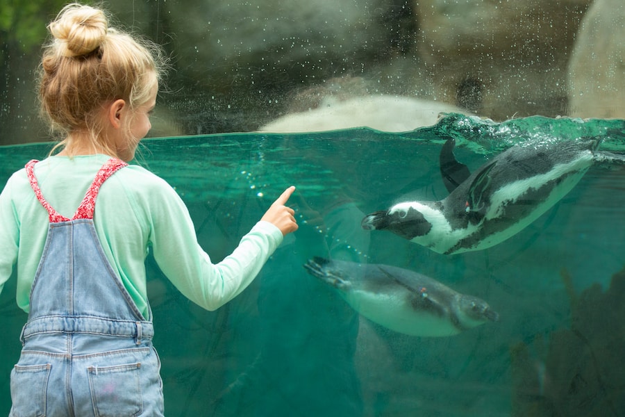 🦁 JOB 🦁

@officialzsl is looking for 2 Senior Project Managers to help develop and deliver projects transforming ZSL conservation zoos.

Find out more  👉 bit.ly/3S5lYD8