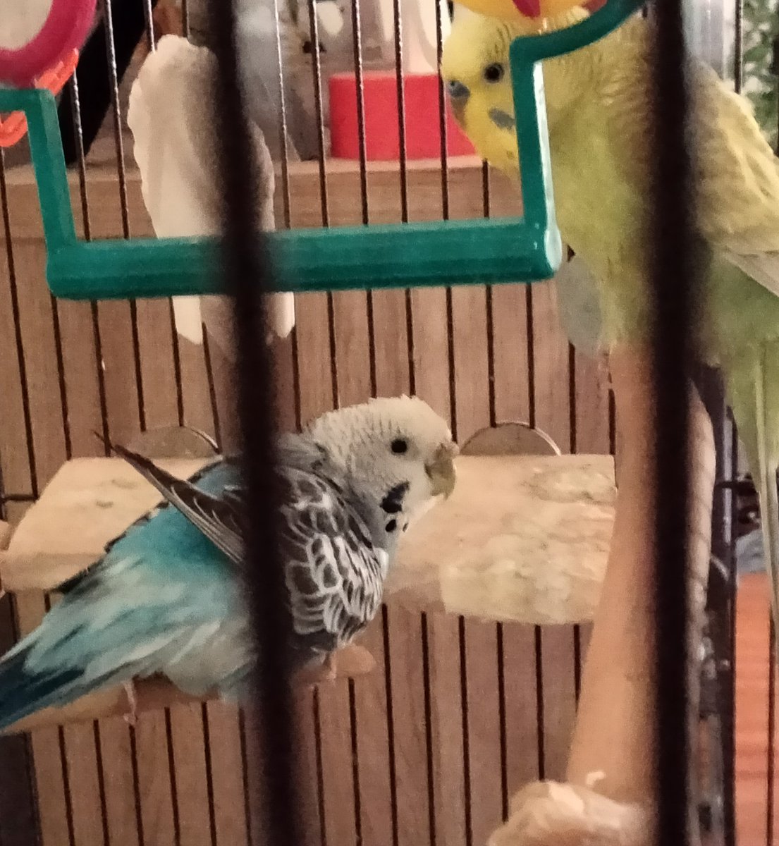 angelalynn37's tweet photo. These crazy ass birds are actually eating their perch
๐คฆ๐ปโโ๏ธ๐คฆ๐ปโโ๏ธ๐คฆ๐ปโโ๏ธ๐คฆ๐ปโโ๏ธ๐คท๐ปโโ๏ธ
#SheGotCaught #CaughtInTheAct
Sunny(yellow) Petey(blue)
Petey is a girl, we thought she was boy at first ๐คท๐ปโโ๏ธ https://t.co/gnGVfouCUk