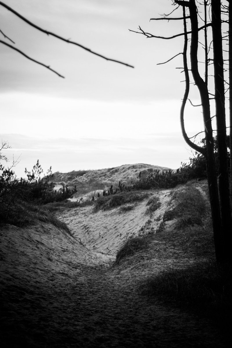 lgatesphoto's tweet image. Some recent snaps from Formby beach 📸 

#photography #formby