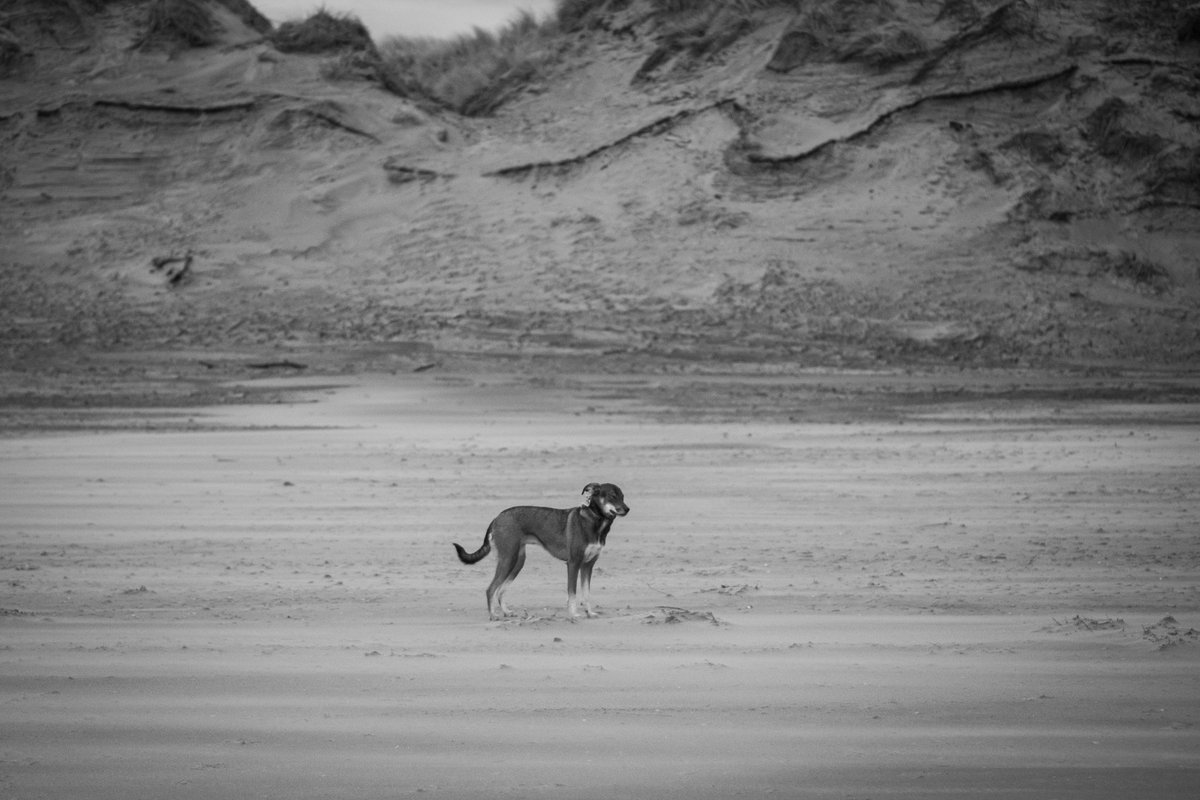 lgatesphoto's tweet image. Some recent snaps from Formby beach 📸 

#photography #formby