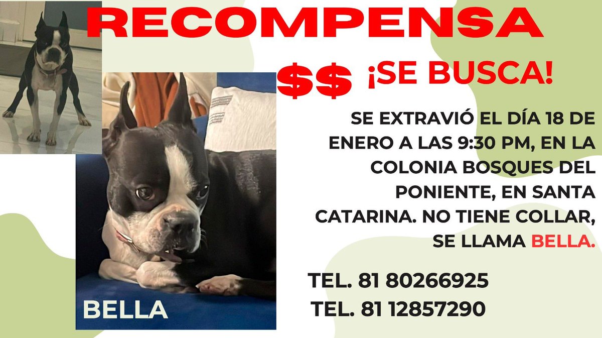 🚨🐶 #MascotaExtraviada apoyemos a la perrita BELLA para que regrese con su familia, se extravió el 18 de enero en la colonia Bosques del Poniente, se ofrece recompensa, contacto: 8180266925 y 8112857290 #SantaCatarina