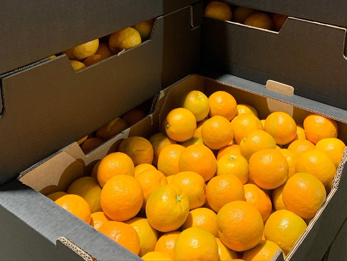 This is the month in which we select portions of the sun that rests in Seville -our #GOSPASEVILLES- &amp; we offer them to each of our customers with all our love. We are currently sending #SevilleOranges of extraordinary quality to our friends at <a href="/sainsburys/">Sainsbury's</a>
#GospaCitrus #sainsburys