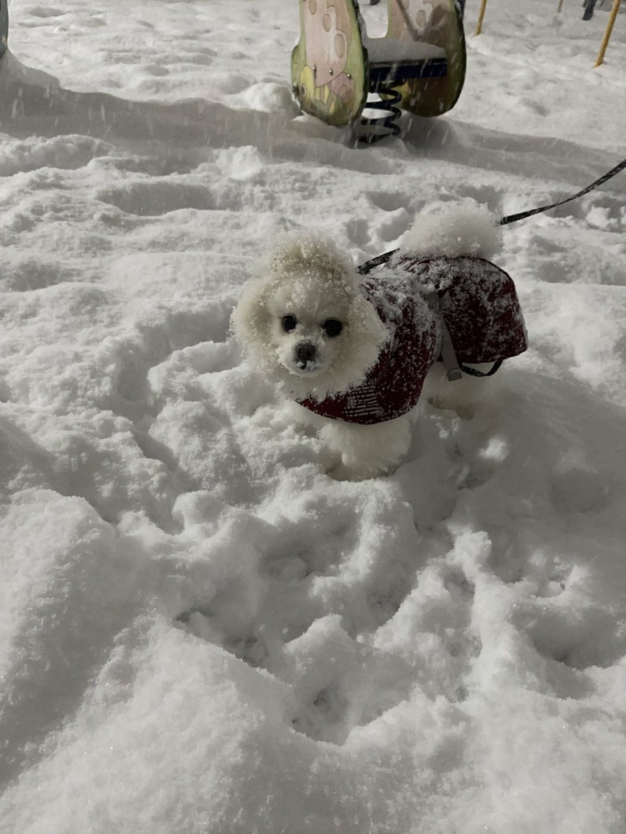 응가 못해서 언짢강쥐🥺💗💗💗