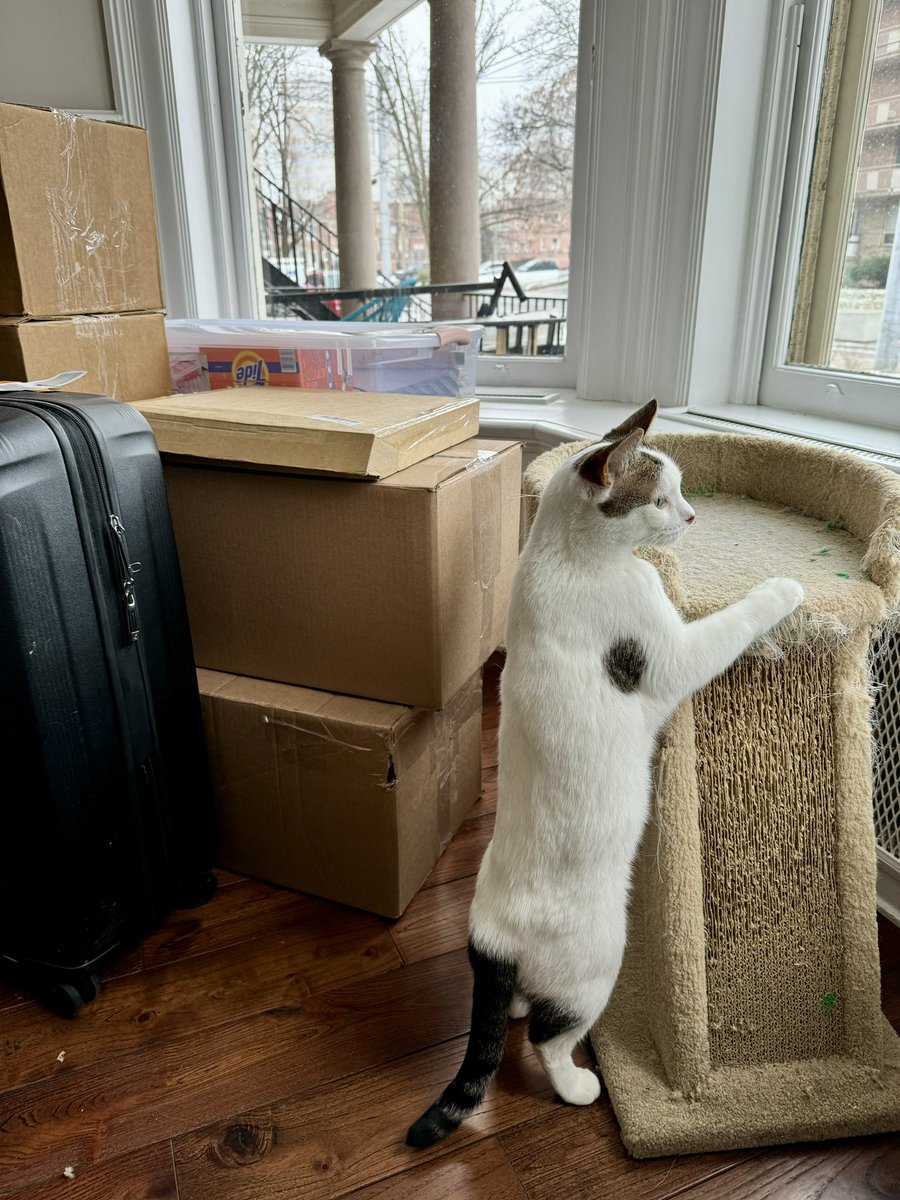TamSilverthorn's tweet photo. Mortimer exploring his new space 🥹 https://t.co/CzIT5oUxpl
