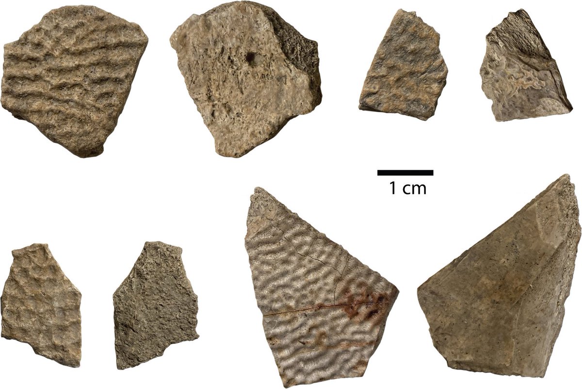 Our new paper on new #trionychid remains from the Plio-Pleistocene of Kos Island, Greece, representing among the youngest fossil occurrences of the group in Europe. Avrithis, A.I. and G.L. Georgalis. 2024. Historical Biology tandfonline.com/eprint/BBZKB59…