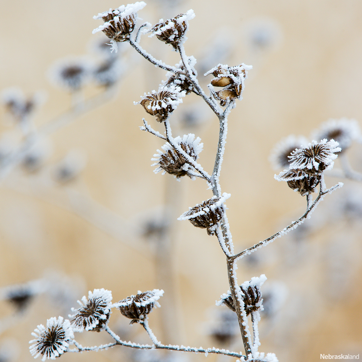 NEGameandParks's tweet photo. "The beauty of the natural world lies in the details" - Nicole Angier

📷: Eric Fowler https://t.co/7HTo8Y5Nt9