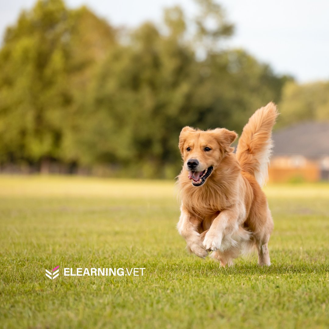 ElearningV's tweet image. A Masterclass in Maxillary Fourth Premolar Extraction in Dogs! 🦷

🗓️ Wednesday, 31st January | 8.00pm - 9.00pm GMT. 

🆓 FREE EVENT in association with iM3 Dental! Register: i.mtr.cool/wtuoqhdrnl