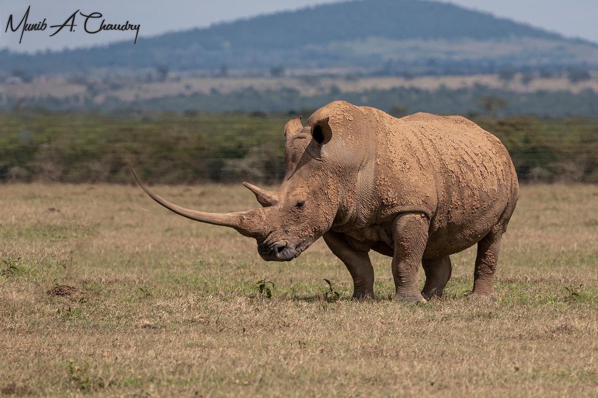 Magnificent White Rhinoceros or square-lipped rhinoceros (Ceratotherium simum) with the longest horn I’ve ever seen roaming the Savannah plains of Kenya. 
#wildlife #wildlifephotography #nature #NaturePhotograhpy #Lion #canonphotography #BBCWildlifePOTD