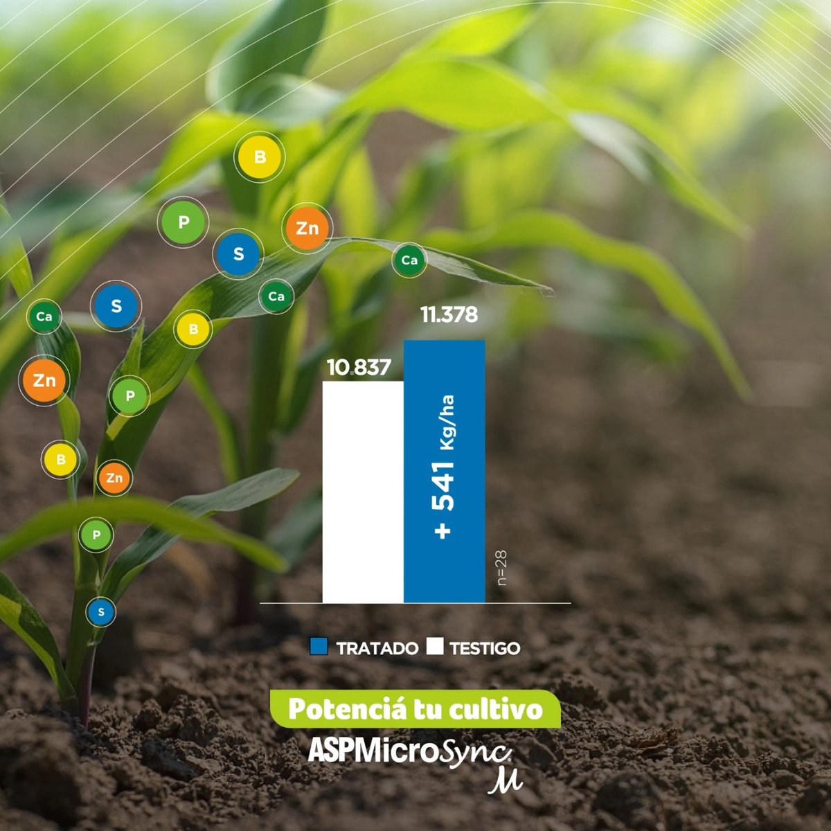 ¿Aún no utilizaste ASPMicroSync M en tu cultivo de maíz 🌽? 
➡️Un producto de absorción foliar especialmente diseñado para promover la removilización de nutrientes dentro de la planta, redirigiéndolos hacia las áreas de mayor demanda.
¡Asesorate con nuestros consultores técnicos!