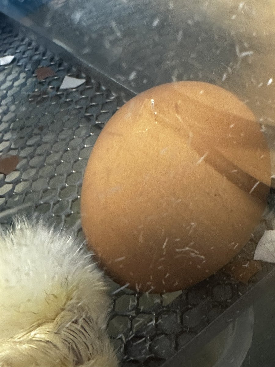 MoorlandsHudds's tweet image. Is that a crack we can see? How many chick will we have in the morning? 🐣🥚#MPSscience #MPSYear5