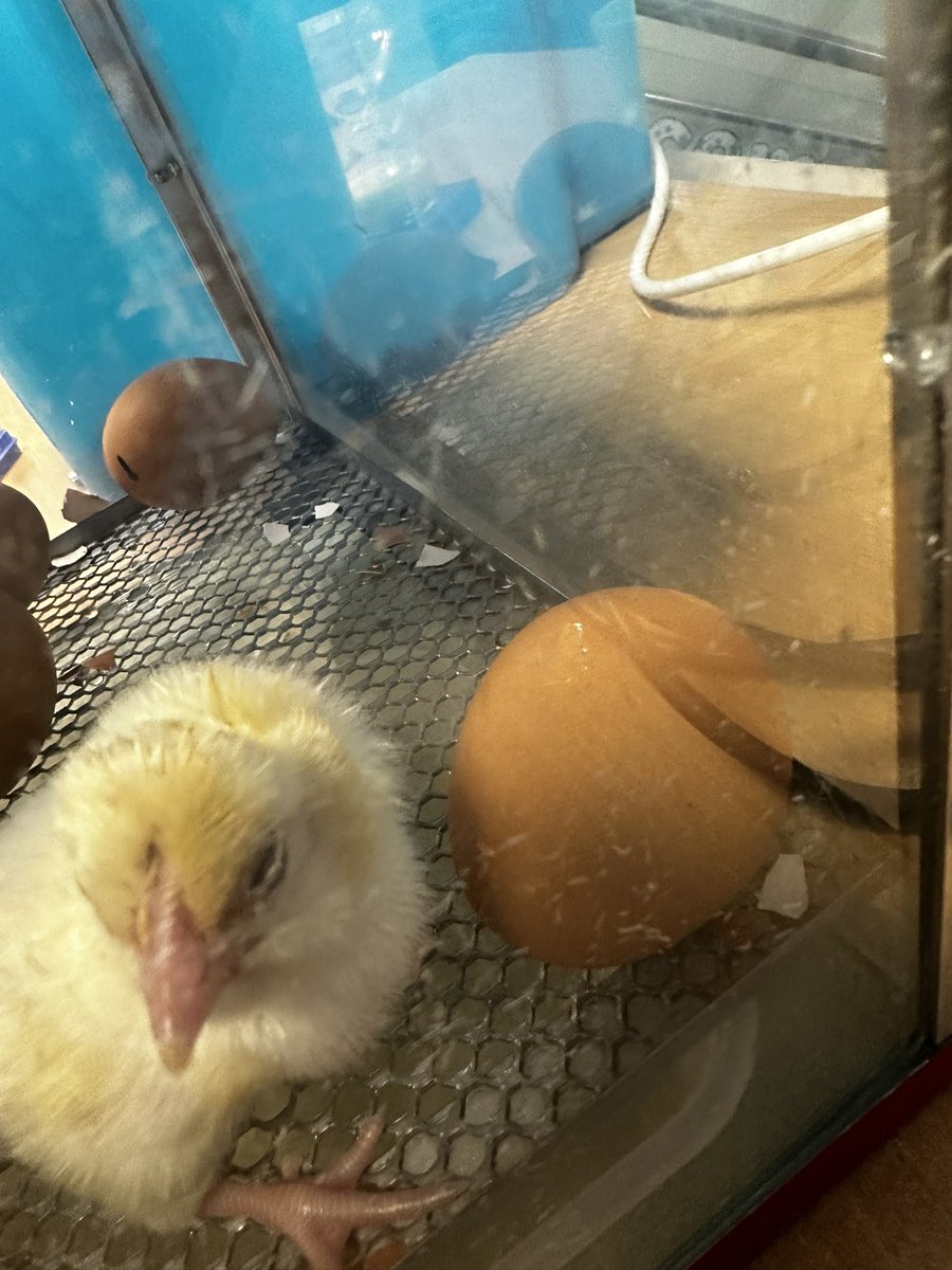 MoorlandsHudds's tweet image. Is that a crack we can see? How many chick will we have in the morning? 🐣🥚#MPSscience #MPSYear5