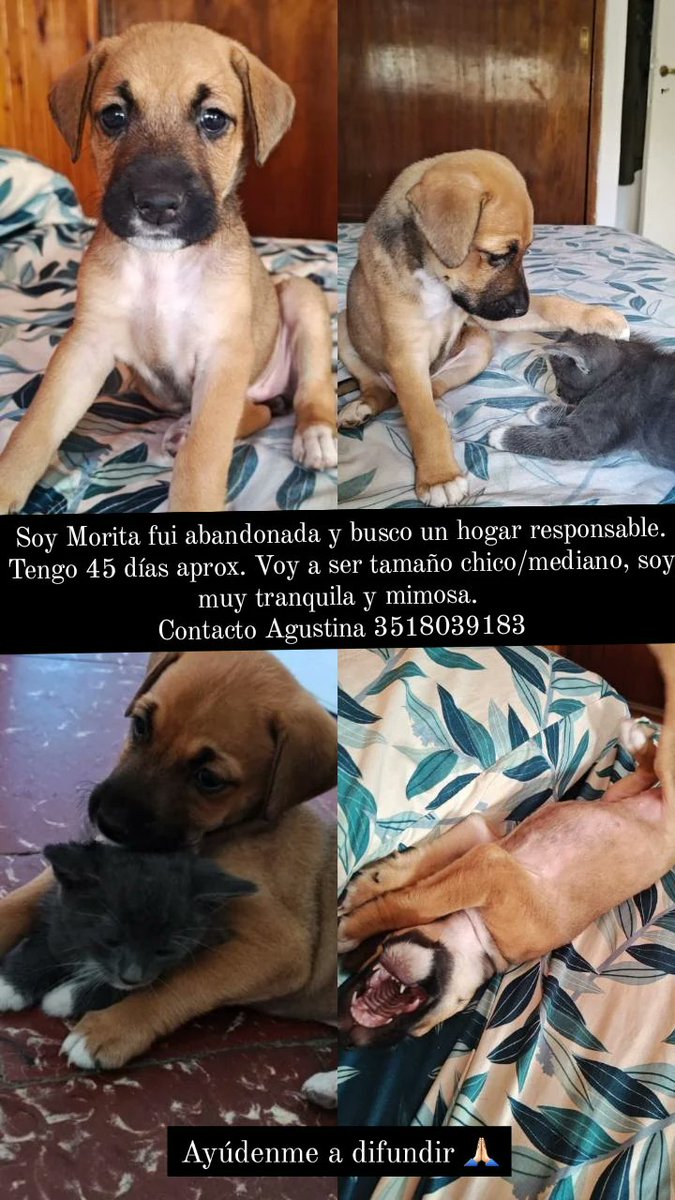 AgustinaV96's tweet photo. Vuelvo a compartir porque nadie me habló por ella. Es una perrita que abandonaron y es súper tranquila, dulce, merece un hogar que la ame mucho. Va a ser tamaño chico/mediano. 
Contacto 3518039183
Ayúdenme a difundir 🙏🏻
@vivirenaltacba_ 
@VivireNuevaCba 
@VivirEnNuevaCba https://t.co/Suv6Qf0N59