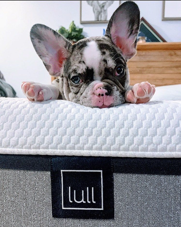 Lull's not just for humans. Treat your four-legged pals to the comfort they deserve. It's a win-win for everyone! 🐶🛌 lull.com/twitter !