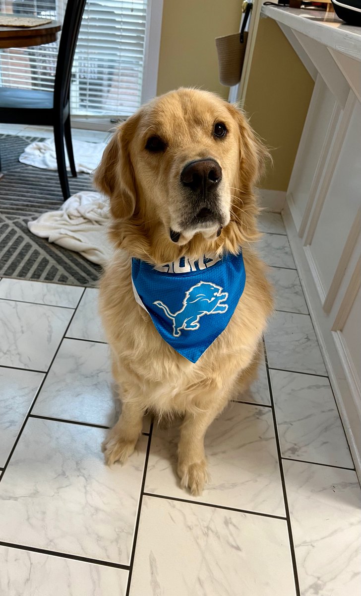 jacksonTheDog6's tweet image. I've been waiting my entire life to see the Lions make it to the Super Bowl.......well, I'm only 3 years old. My human says that all the time. I just like to mimic him.