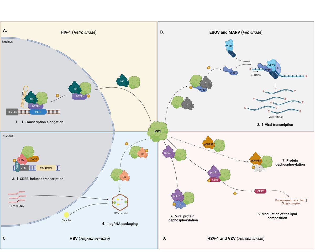 NEW ARTICLE

Emerging roles of the Protein Phosphatase 1 (PP1) in the context of viral infections

biosignaling.biomedcentral.com/articles/10.11…
<a href="/pedro_ocorda/">Pedro O. Corda</a> <a href="/MargaridaFardi1/">Margarida Fardilha</a> <a href="/dribeirolab/">D.RibeiroLab - Virus Host-Cell Interactions</a>