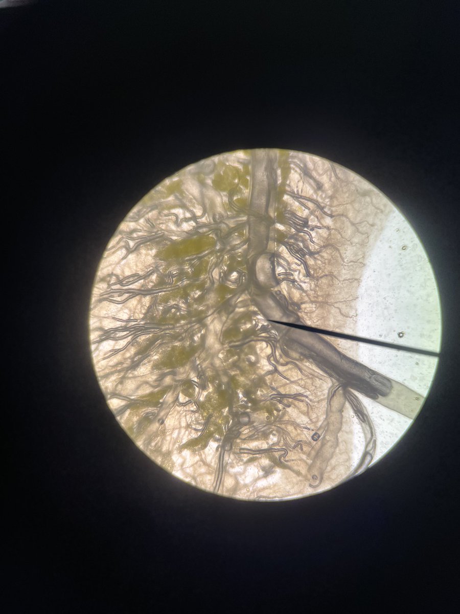 Science Department (@ksbscience) on Twitter photo Superb dissection work from #KSBSixthForm Biologists in this morning’s Required Practical. Gill lamellae and locust tracheoles dissected perfectly in the #KSBBiology labs. <a href="/KingsBruton/">King's Bruton</a> #KSBQuality Superb dissection work from #KSBSixthForm Biologists in this morning’s Required Practical. Gill lamellae and locust tracheoles dissected perfectly in the #KSBBiology labs. <a href="/KingsBruton/">King's Bruton</a> #KSBQuality