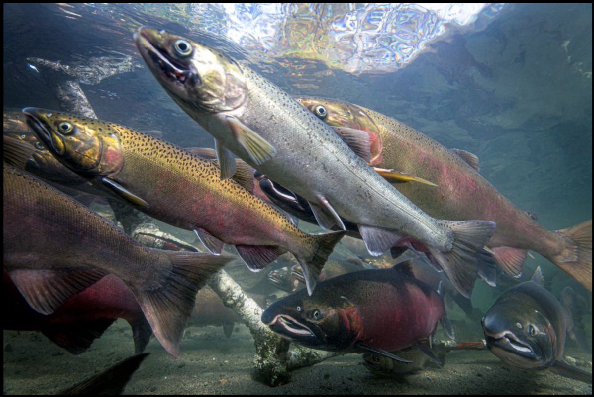 It takes a community to protect wild Pacific salmon. Our govt also supports @PSF efforts through #BCSRIF news.gov.bc.ca/30073. Join @PSF’s Community Salmon Program funding call. By 15 February psf.smapply.ca #bcpoli