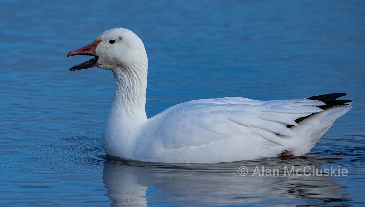 #snowgoose @slimbridge_wild #glosbirds @rawbirds @Britnatureguide #bidphotography