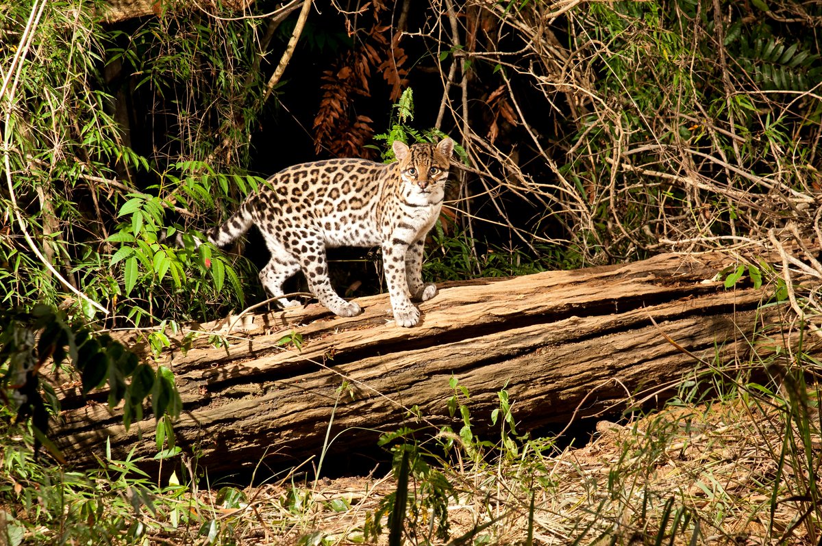 📷 Photo of the day: an ocelot, a medium-sized spotted wild cat native to the southwestern United States, Mexico, Central and South America, and the Caribbean islands. Historically, it has been one of the most exploited cats in the fur industry.

🏛️ <a href="/InstitutoTerra_/">Instituto Terra</a>