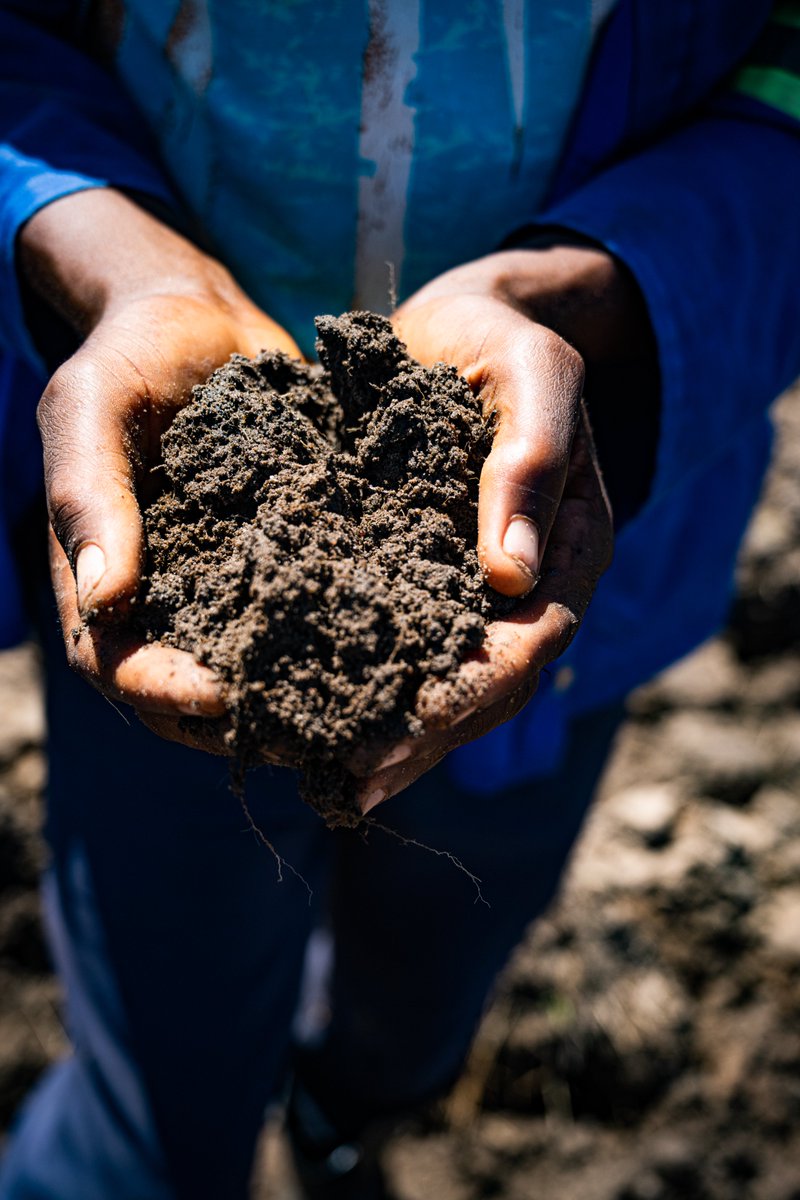 @COP28_UAE  Declaration on Resilient Food Systems includes 'Enhancing Soil Health'
A key step toward #ActionOnSoil
👉cop28.com/en/food-and-ag…
#ActionOnFood @FoodSystems @ActionOnFood 
#COPSoil @UNCCD @UNFCCC @CIFOR_ICRAF @ca4sh_global @UNBiodiversity #SaveSoil @4per1000 @ICRAF