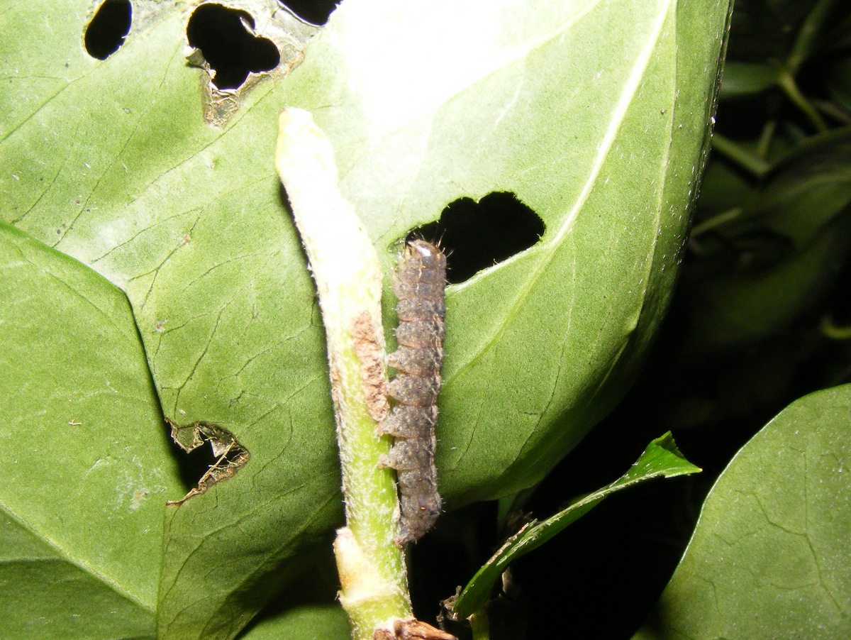 Zo leuk, nu te vinden op klimop. De rupsen van het zwart weeskind. 
In  december vonden we deze ook al. Maar nu de dagen en nachten weer wat warmer zijn dan de afgelopen tijd, zijn ze alweer actief geworden. <a href="/vlinderNL/">De Vlinderstichting</a>  <a href="/Nachtvlinders/">Nachtvlinders</a>