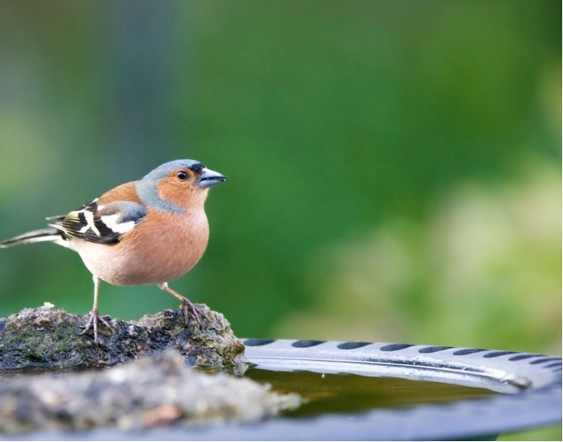 Qu'avez-vous prévu pour ce week-end❓Et si vous preniez 1 heure pour participer à l'édition 2024 du comptage des oiseaux de jardin ❓ 🦜 🐦‍⬛ 👇

bit.ly/3vOuoGg

<a href="/LpoNormandie/">LPO Normandie</a> 

#jardin #lpo #oiseaux #comptage #recensement