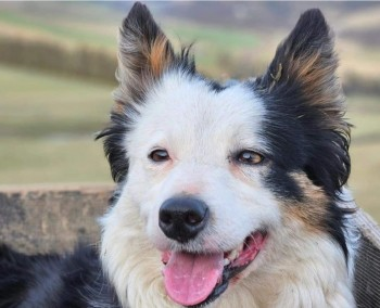 🆘23 JAN 2024 #Lost DOT #ScanMe
Tri Border Collie Female
Last seen running away from hearing a gun shot😢
#Stow /#Bowland #ScottishBorders #Scotland #TD1 doglost.co.uk/dog-blog.php?d…