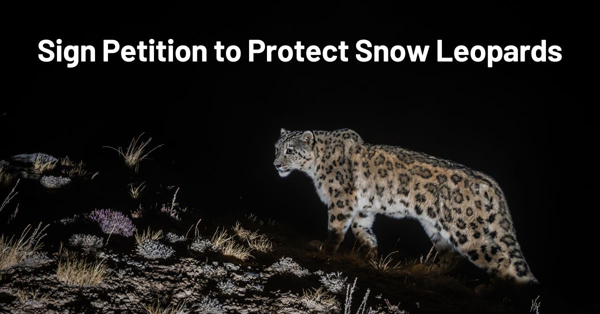 Have you signed the petition to protect snow leopards? We will present all signatures to environmental ministers from snow leopard range countries soon. Join your voice with concerned conservationists around the world, sign by February 6! l8r.it/TkZi