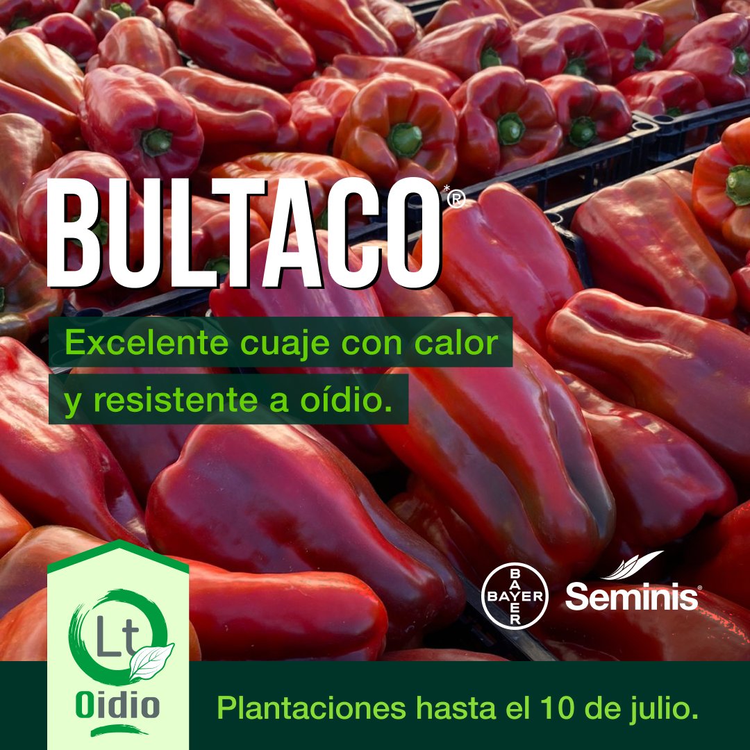 SeminisIberia's tweet photo. El pimiento SVPH5804 BULTACO de #Seminis destaca por su producción, uniformidad, calidad, calibre y brillo de fruto 😍.

🛡️ Viene con resistencia incorporada a oídio!

🗓 Plantaciones de hasta el 10 de julio https://t.co/FUISNdq6I5