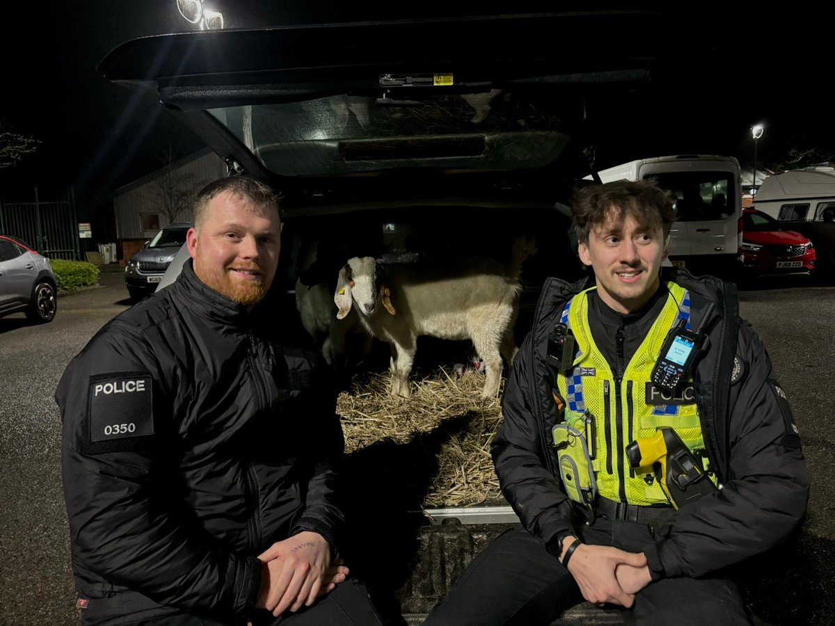 Yesterday officers attended Yarmouth road, Poole to follow up enquiries from our previous report of theft of goats. The team arrested 2 males for theft and seized a stolen caravan. Later in the day we recovered 2  stolen pet goats, arrested another male and seized a vehicle.